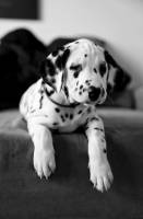 Laëtitia FUCHS - LYON EYE'S PHOTOGRAPHY